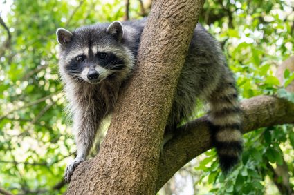 Ubuntu Resolute Raccoon spits out Xorg, but still lets you run X11 apps